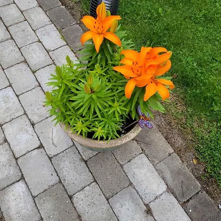 Lovely With And Hot Tub Outside * Hals